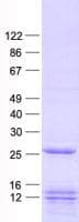 Human PLSCR2 Protein (Recombinant His, N-Terminal)