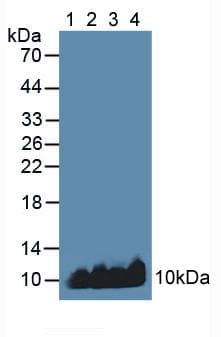 Apolipoprotein C-I Antibody (aa31-83, Biotin)