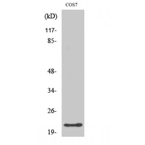 GCG / Glucagon Antibody (30-110 aa, Internal)