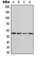 CALR / Calreticulin Antibody (N-Terminus)