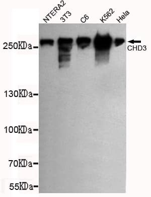 CHD3 Antibody