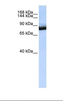 UNC5H3 / UNC5C Antibody (C-Terminus)