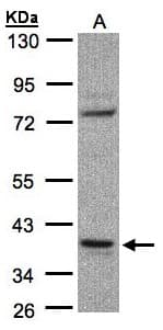 CCDC68 Antibody (aa97-335)