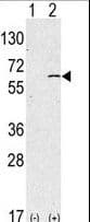 SPHK / SPHK1 Antibody (aa1-30)