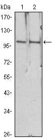 Monoclonal Mouse anti-Human HDAC4 Antibody (clone 7B2, WB)