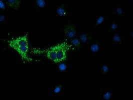 Monoclonal Mouse anti-Human COX6A1 Antibody (clone OTI4G2, IF, WB)