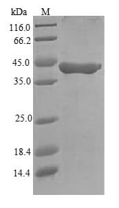 Mouse GZMA / Granzyme A Protein (Recombinant 6His-B2M, N-terminus)