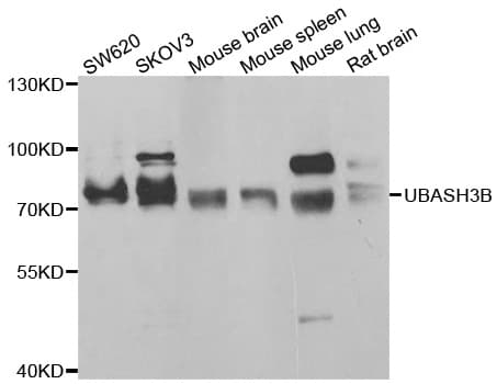 UBASH3B / STS-1 Antibody