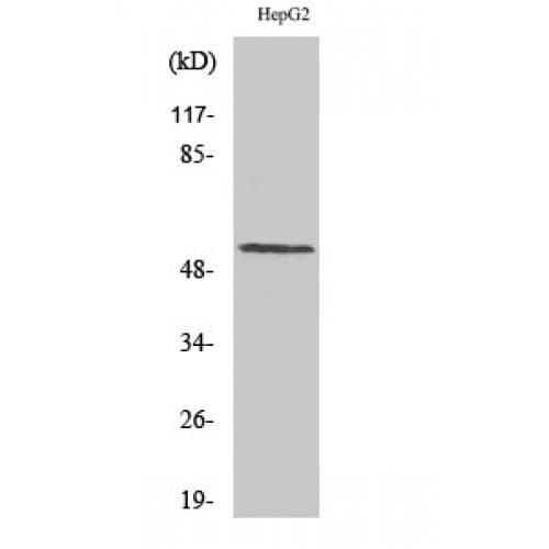 CCNL1 / Cyclin L1 Antibody (430-510 aa, C-terminal)