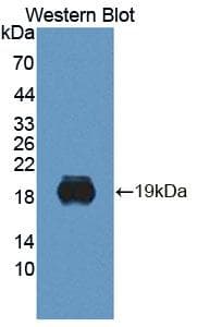 BPGM Antibody (APC)