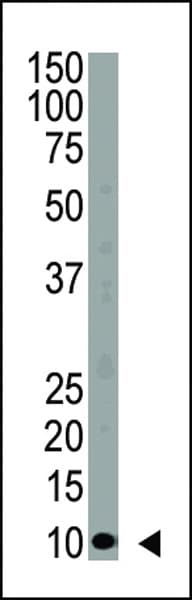 IHC-plus™ UBC / Ubiquitin C Antibody (aa1-32)