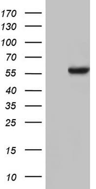 Monoclonal Mouse anti-Human NAE1 / APPBP1 Antibody (clone OTI1A10, aa1-274, WB)