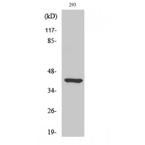 Polyclonal Rabbit anti-Human ETNK2 Antibody (30-110 aa, Internal, WB)