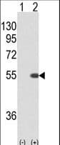 STK40 Antibody (aa372-403)