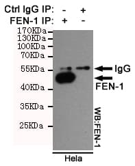 Monoclonal Mouse anti-Human FEN1 Antibody (WB)