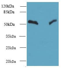 TRIT1 Antibody