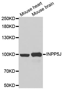 INPP5J / PIB5PA Antibody