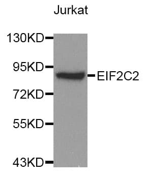 Polyclonal Rabbit anti-Human AGO2 / EIF2C2 Antibody (IHC, WB)