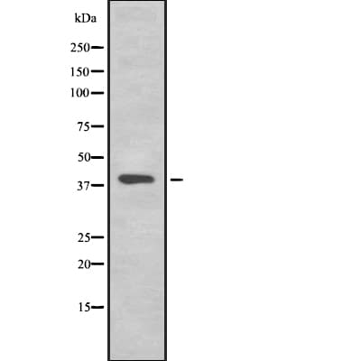 TMEFF2 Antibody