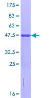 Human TRIML1 Protein (Recombinant GST)