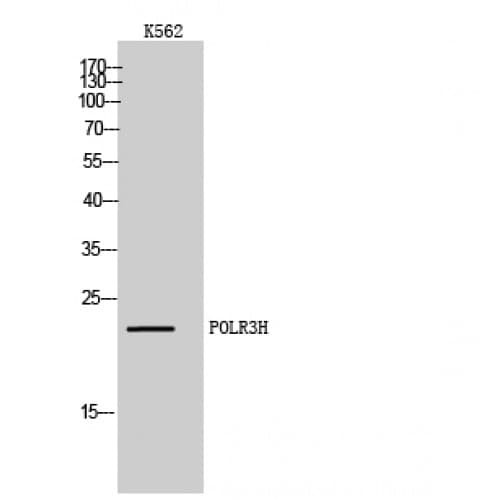 POLR3H Antibody (120-200 aa, C-terminal)
