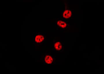 RCL1 Antibody