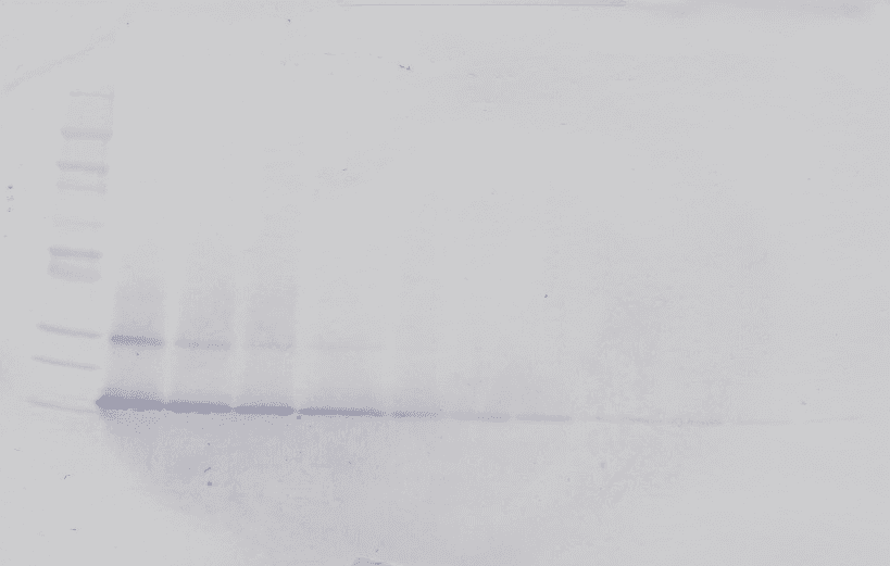 Polyclonal Rabbit anti-Human CCL28 / MEC Antibody (Biotin, WB)