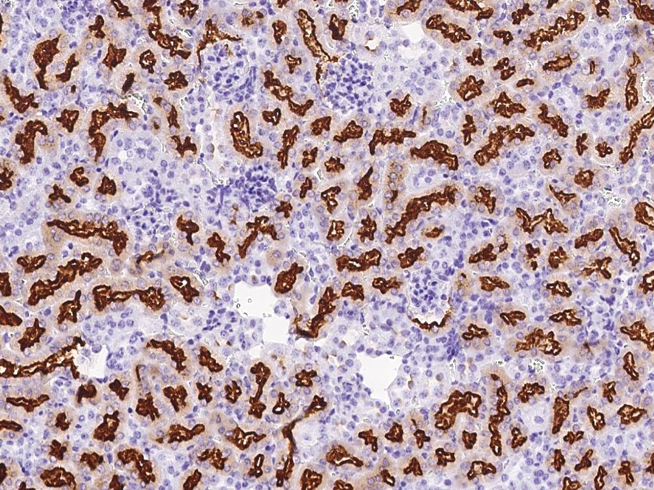 Polyclonal Rabbit anti-Mouse LRP2 / Megalin Antibody (Preservative Free, IHC)