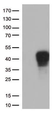 TNFRSF9 / 4-1BB / CD137 Antibody (clone OTI6D7, Carrier-free)