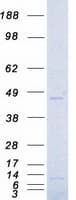 Human AURKA / Aurora-A Protein (Recombinant Myc-DDK (Flag))