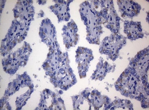 SEC14L1 Antibody (clone OTI3A6)