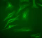 TUBB / Beta Tubulin Antibody (N-Terminus, DY650)