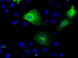 KIAA0153 / TTLL12 Antibody (clone OTI13H9)