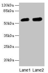 IHC-plus™ CBX2 Antibody