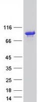 Human KCTD3 Protein (Recombinant Myc-DDK (Flag))