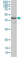 IHC-plus™ ERP44 Antibody (clone 3C7)