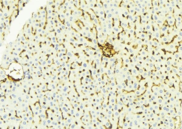 MCPH1 Antibody