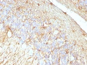 GFAP Antibody (clone GA-5 + ASTRO/789)