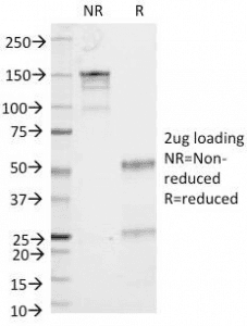CD53 Antibody (clone 161-2, Azide-free, BSA-free)