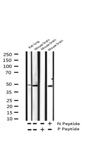 MAPK14 / p38 Antibody (phospho-Tyr182)