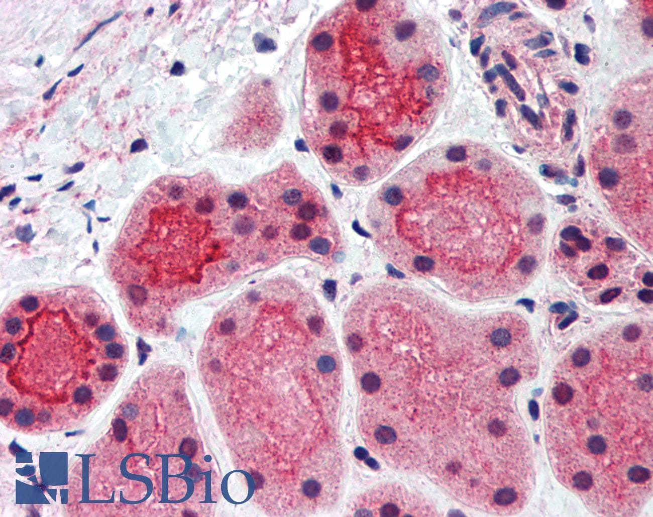 IHC-plus™ CDHR5 / MUCDHL Antibody (Cytoplasmic Domain)