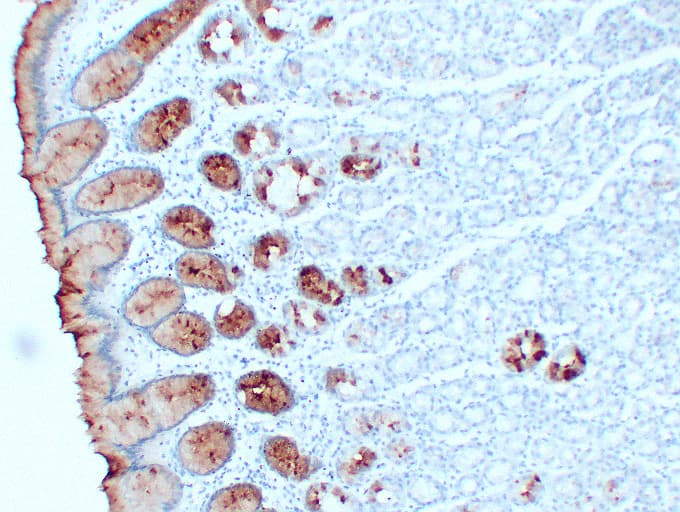 MUC5AC Antibody (clone ABT-MUC5AC)