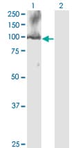 CDC5 / CDC5L Antibody (clone 3C12)