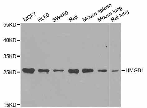 HMG1 / HMGB1 Antibody