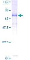 Human GLRA2 Protein (Recombinant GST)