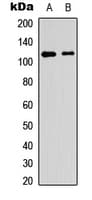 PTPRA / RPTP-Alpha Antibody (C-Terminus)