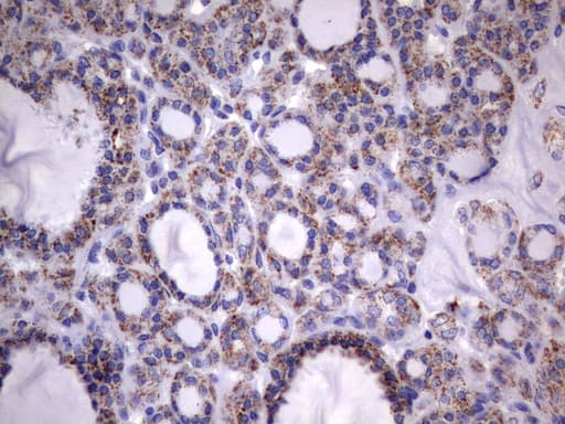 HADH Antibody (aa57-314, clone UMAB151, Carrier-free)