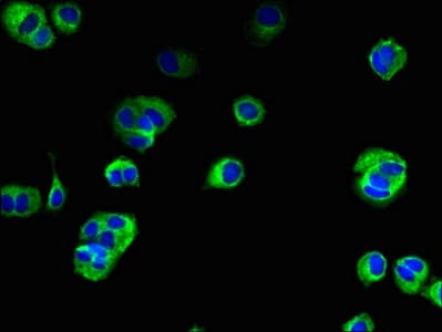TMEM222 Antibody