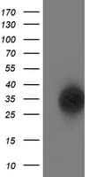 SOCS3 Antibody (clone OTI7E10)