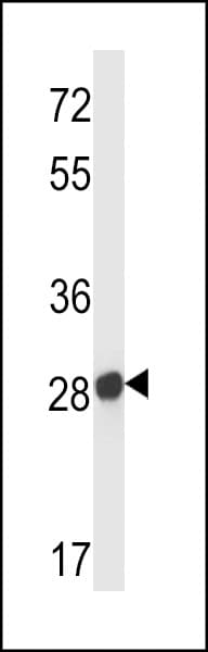Olfr545 Antibody (aa281-308)